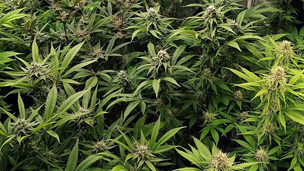 mehrere Cannabisblüten