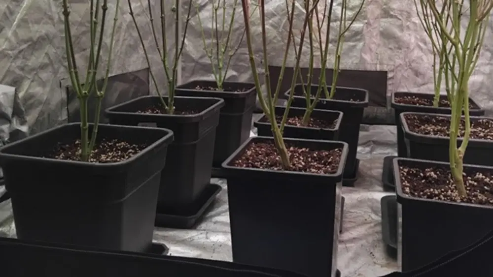 Cannabisstängel in Töpfen