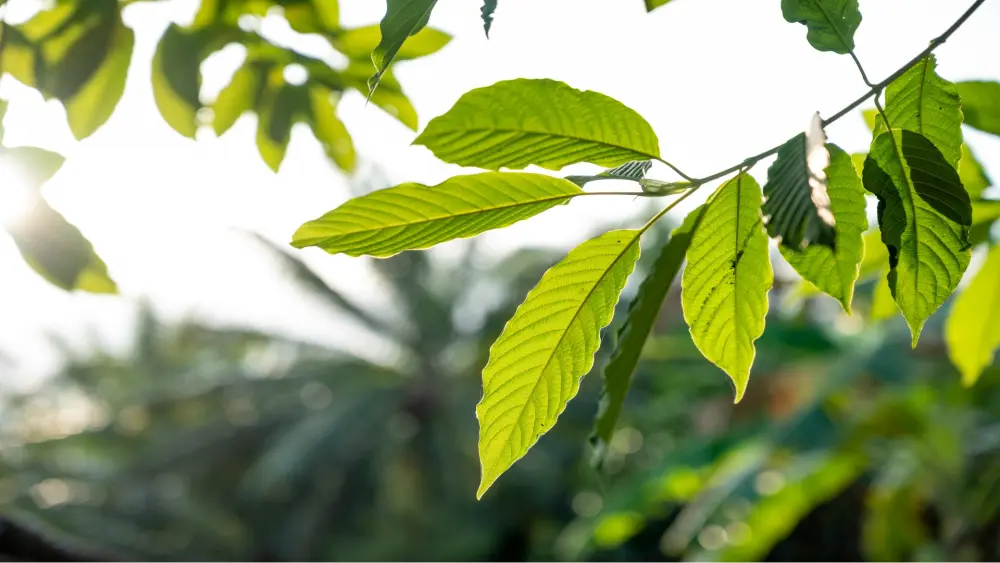 kratom