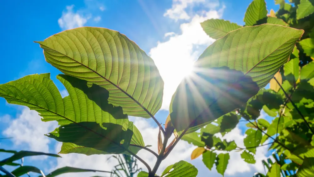 kratom leaf