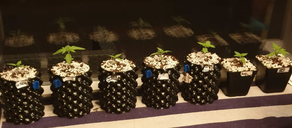 cannabis ontkiemen