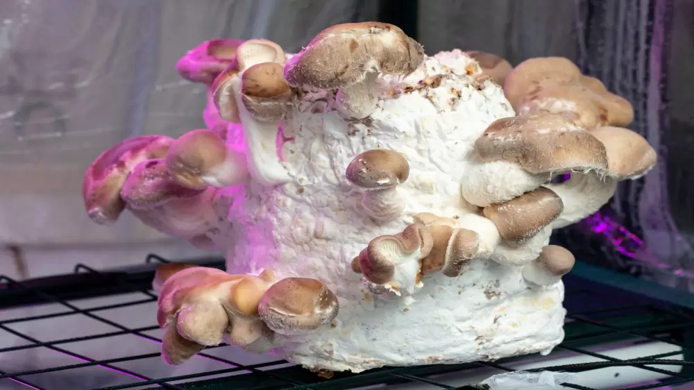 paddenstoel mycelium