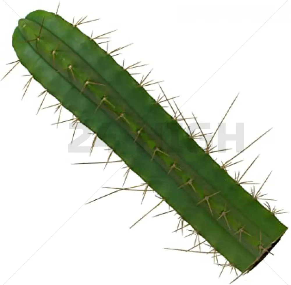 San Pedro Bridgesii Steckling (Trichocereus) 25–35 cm