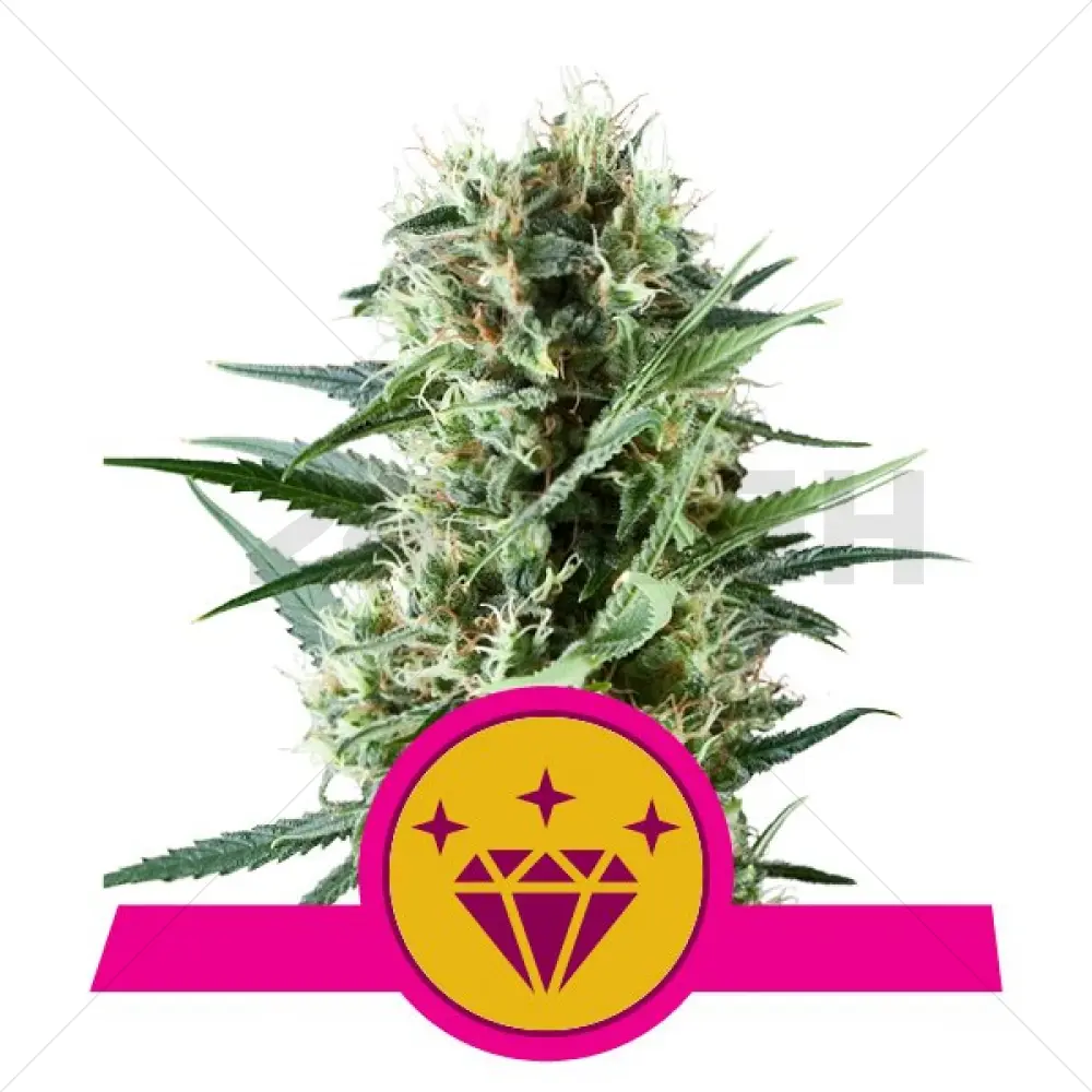 Special Kush 1 (Royal Queen Seeds) Feminisiert