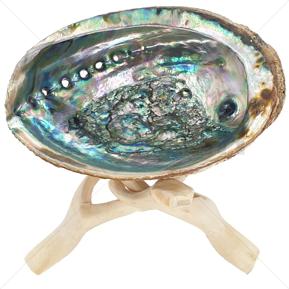 Cobra-Stativ mit Abalone-Schale