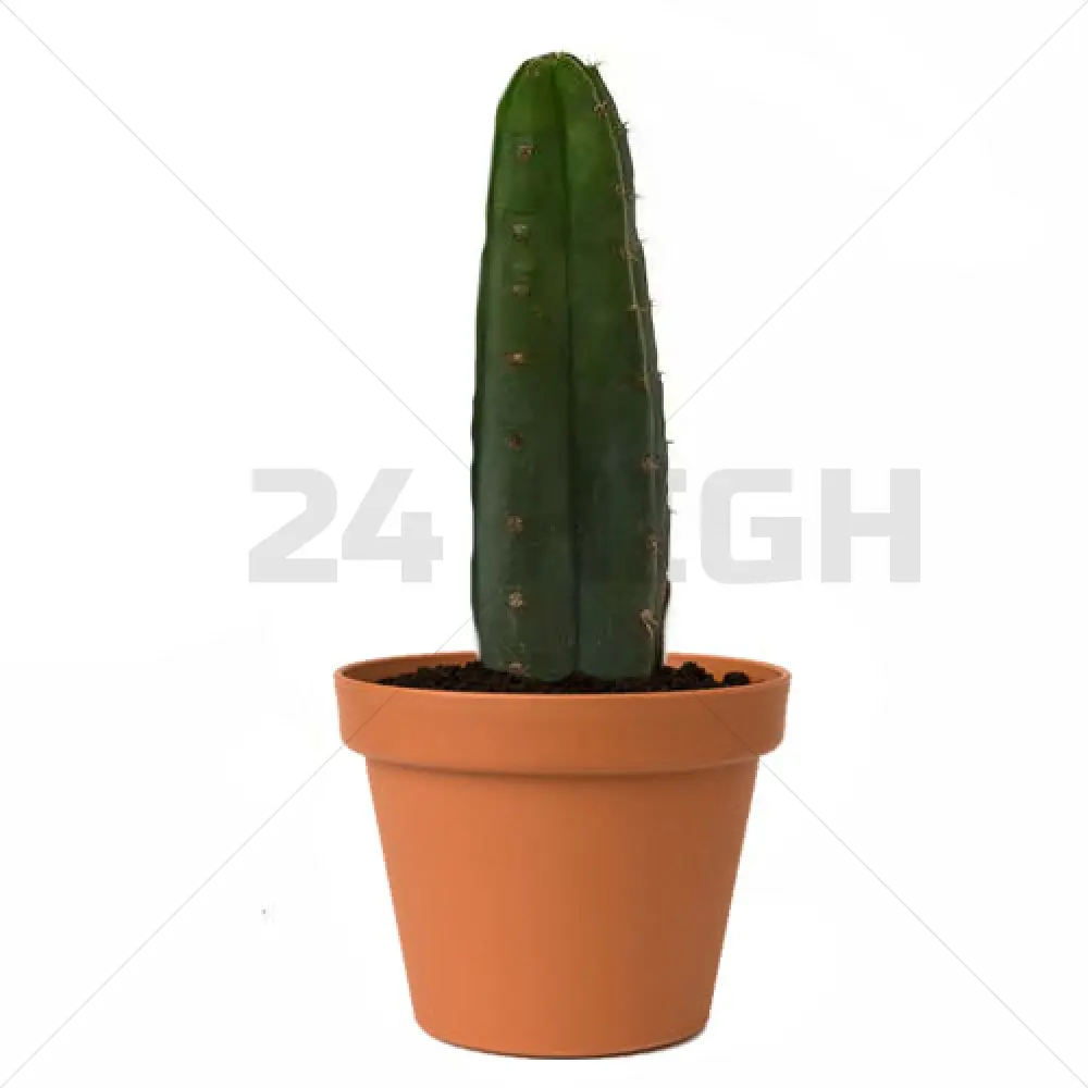 San Pedro Pachanoi (Trichocereus) Im Topf Klein 25 CM - 35 CM