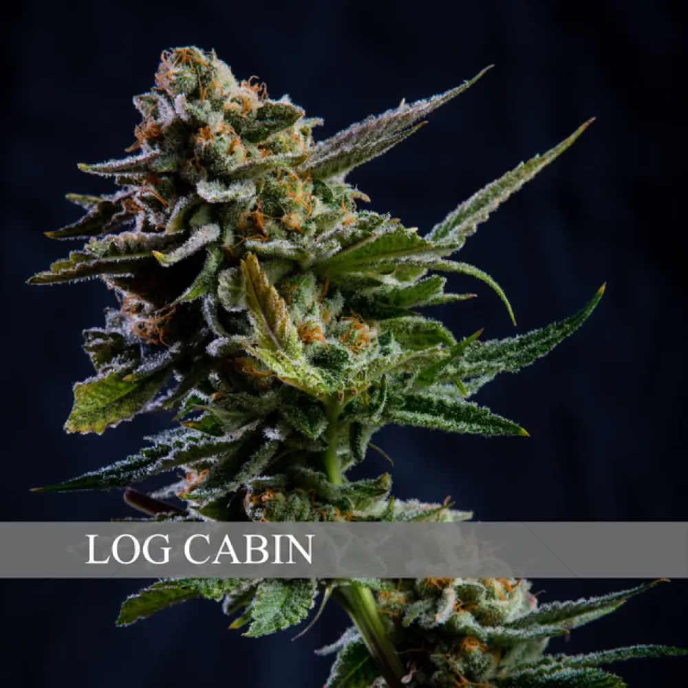 Log Cabin (Vision Seeds)
