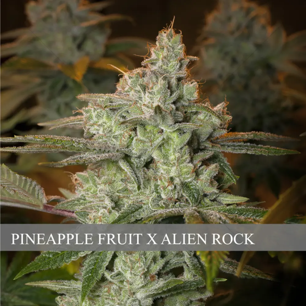 Pineapple Fruit x Alien Rock (Vision Seeds)