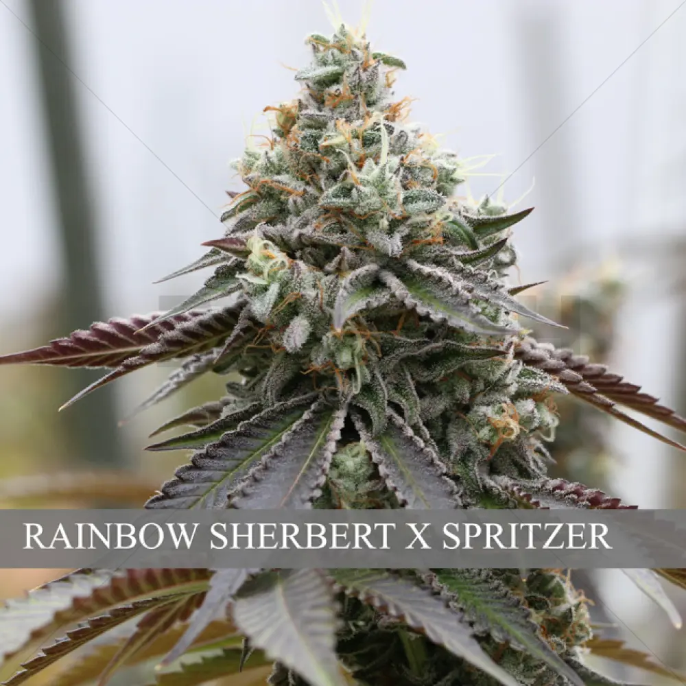 Rainbow Sherbert x Spritzer (Vision Seeds)