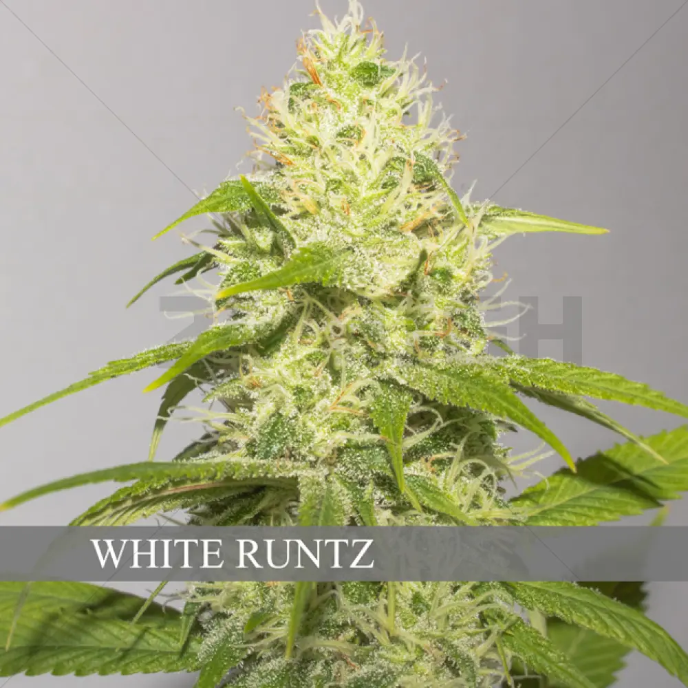 White Runtz (Vision Seeds)