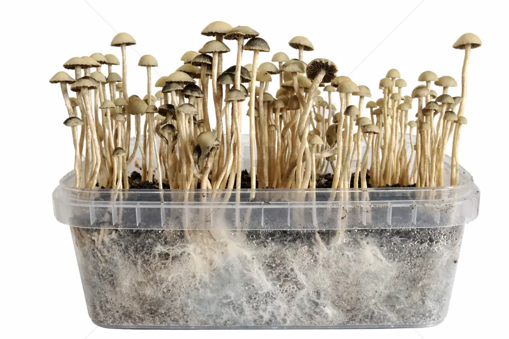 Copelandia Madagaskar Pilzzuchtsets