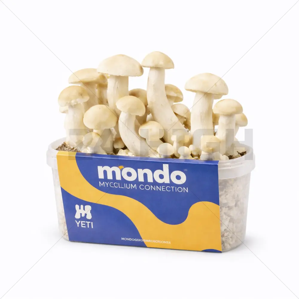 Mondo pilze zuchtsets Yeti Hybrid