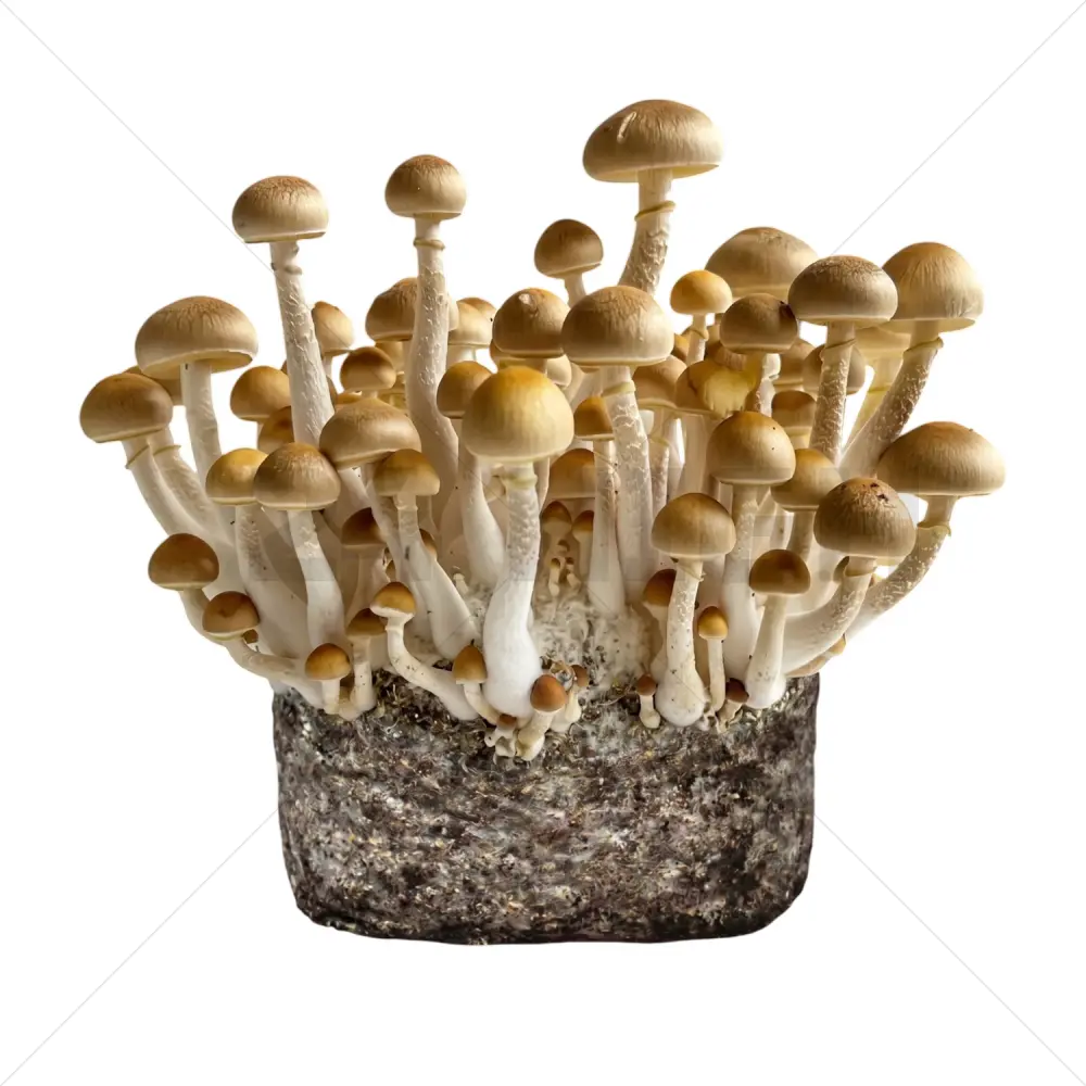 Golden Teacher XL Zauberpilz-Zuchtbeutel
