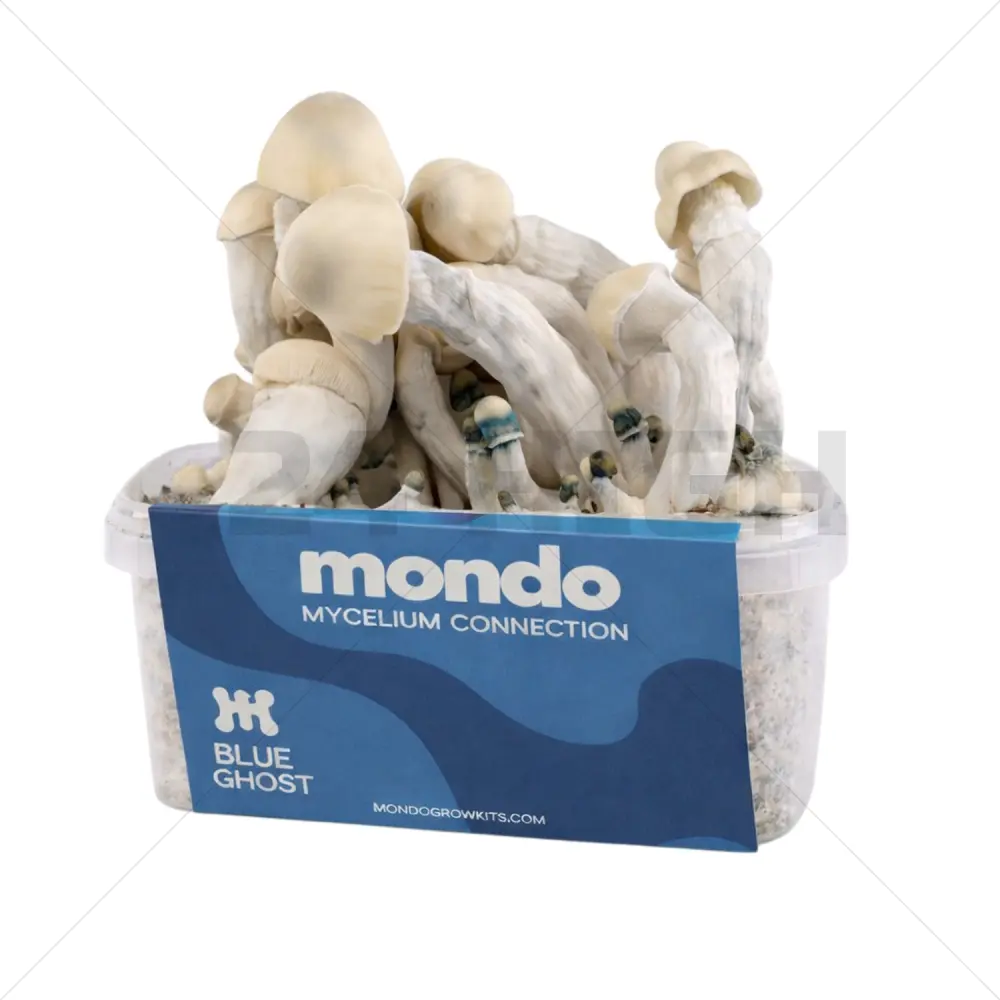 Mondo pilze zuchtsets Blue Ghost Hybrid