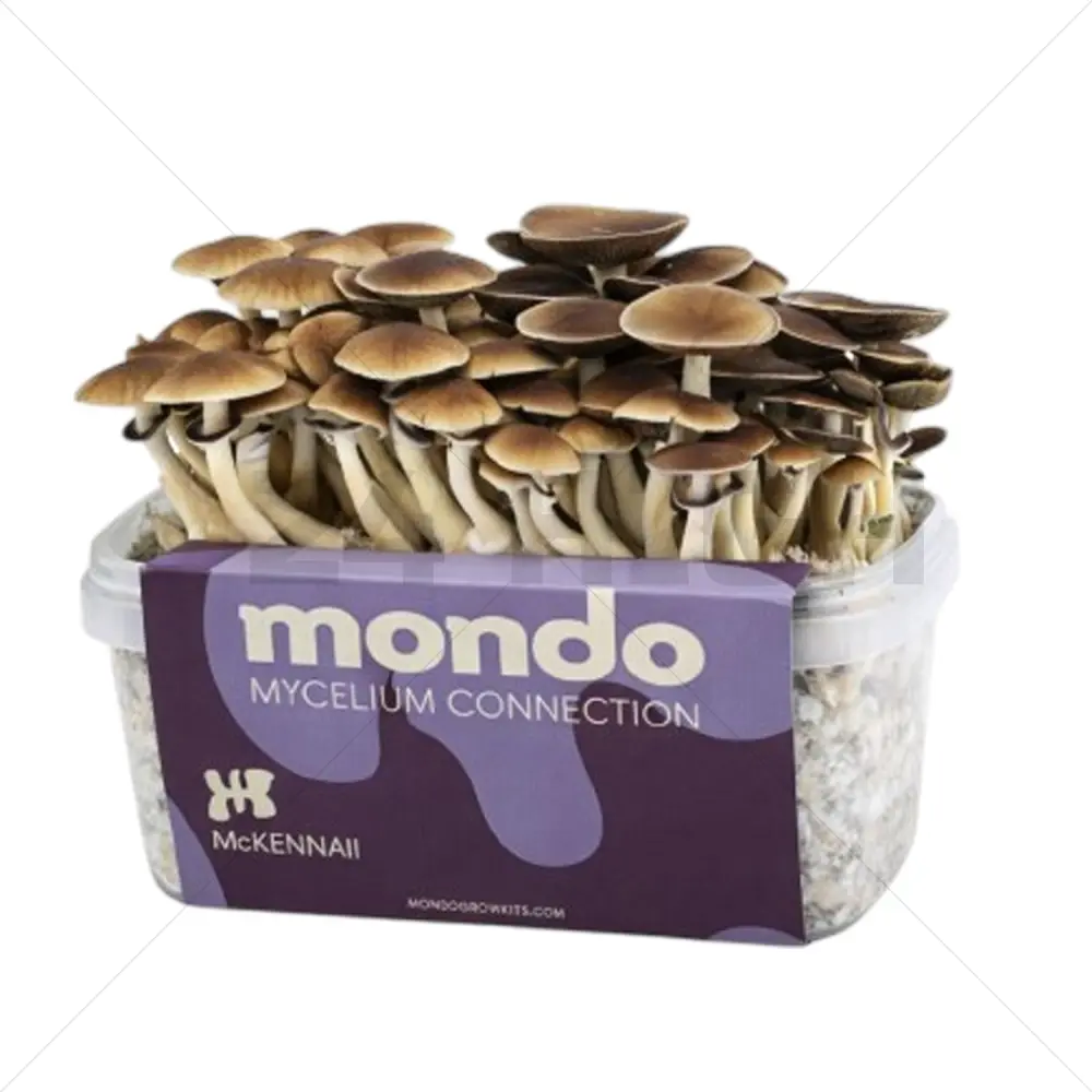 Mondo pilze zuchtsets McKennaii