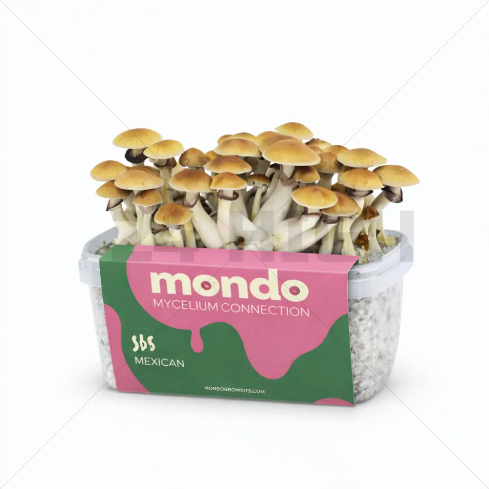 Mondo pilze zuchtsets Mexicana