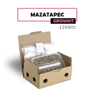 Mondo pilze zuchtsets Mazatapec
