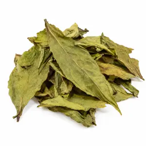 Chacruna (Psychotria viridis) Blätter – 50 Gramm