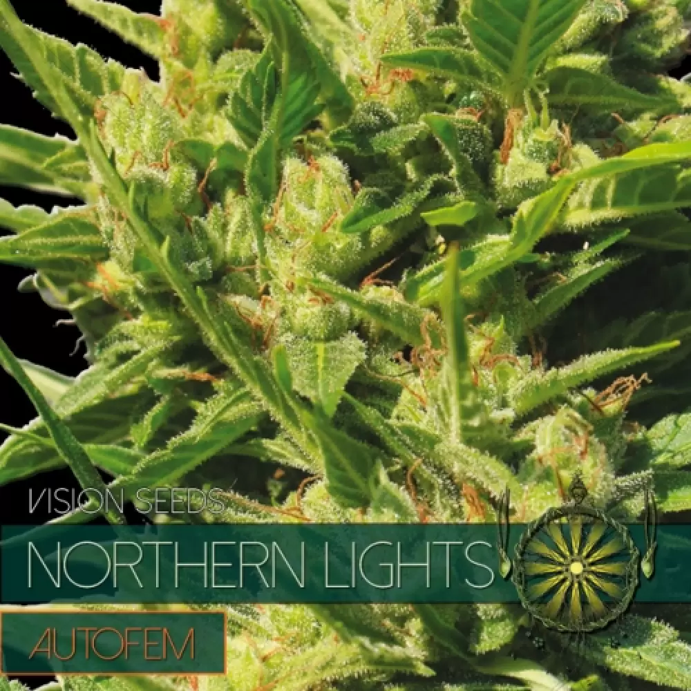 Northern Lights Auto (Vision Seeds)