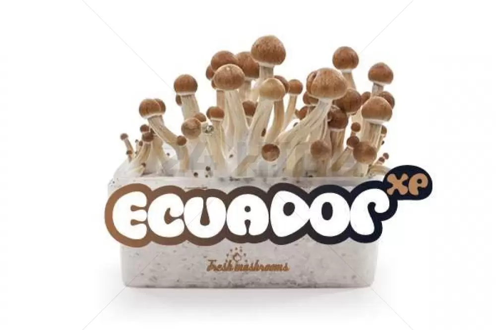 100% Mycelium Pilzzuchtset Freshmushrooms Ecuador