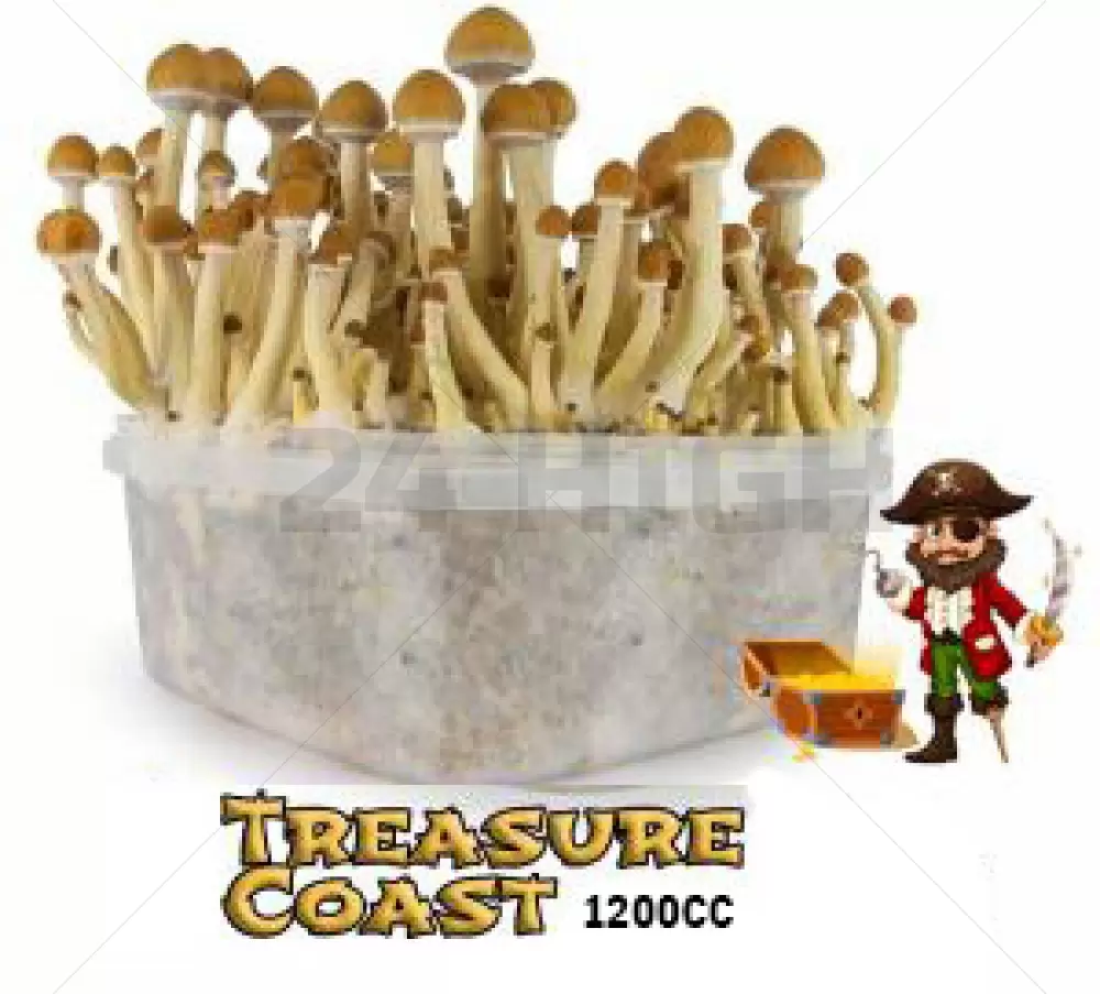 Mondo pilze zuchtsets Treasure Coast
