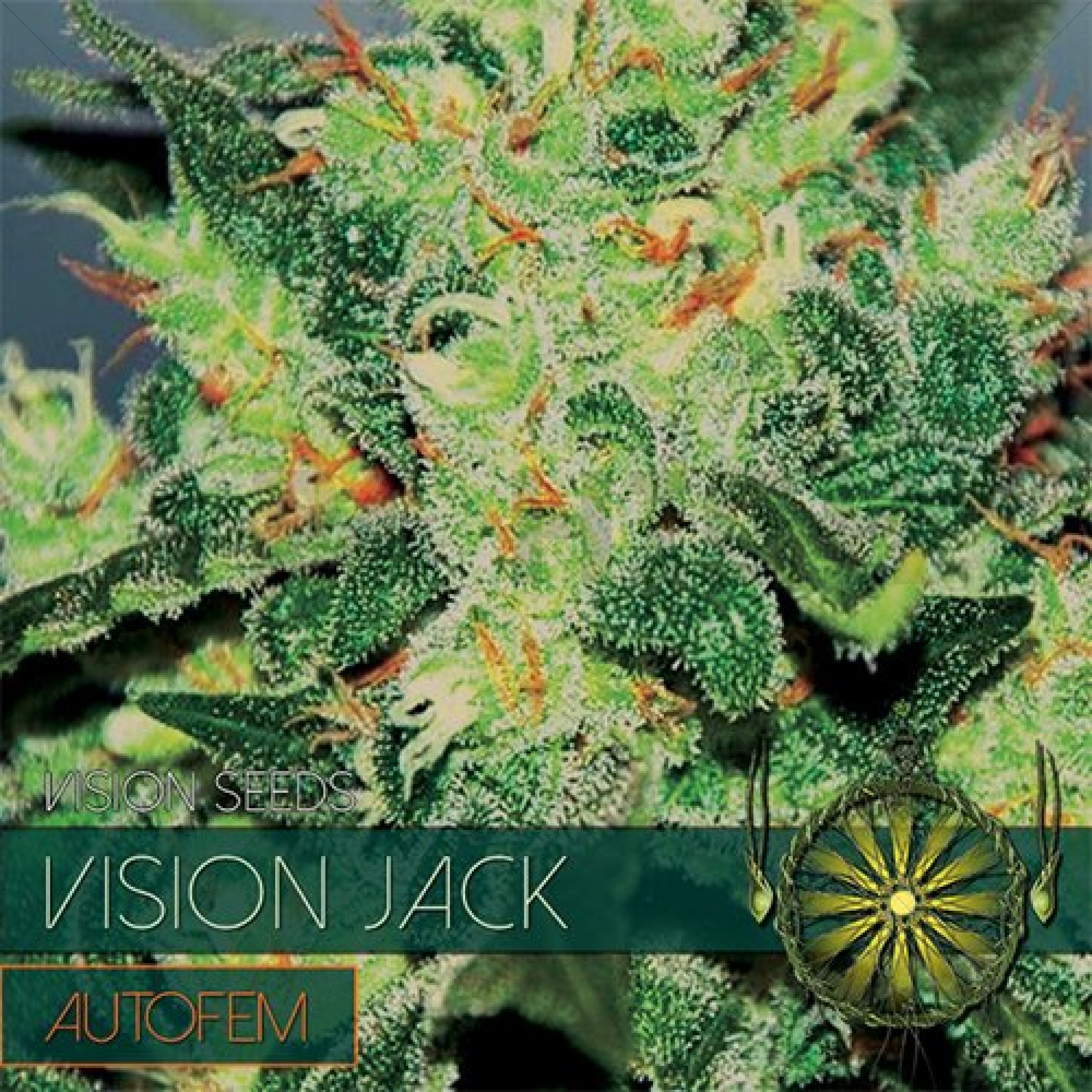 Vision Jack Auto (Vision Seeds)