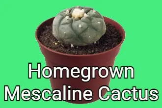TIPPS FÜR DEN ANBAU EINES MESKALIN-KAKTUS ZU HAUSE