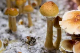 WIE ZÜCHTE ICH PILZE MIT MEINEM EIGENEN ANBAUSATZ?