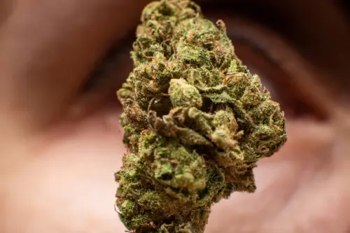 WAS IST DIE STÄRKSTE CANNABISSORTE DER WELT?