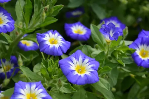 WELCHE BEWUSSTSEINSVERÄNDERNDEN KRÄUTER KÖNNEN SIE IN IHREM EIGENEN GARTEN ANBAUEN?