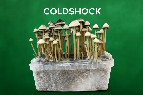 KÄLTESCHOCK-METHODE FÜR MAGIC MUSHROOM GROW KITS: WIE MAN SIE SICHER ANWENDET
