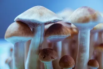 INDIREKTES SONNENLICHT ODER LED-BELEUCHTUNG: CHAMPIGNONS IM LICHT