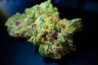 BERICHT ÜBER DEN CANNABISANBAU IM FREIEN: DIE WACHSTUMSPHASE & BLÜHENDE AUTOFLOWER