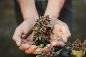 BERICHT ÜBER DEN CANNABISANBAU IM FREIEN: BLÜTEPHASE DER CANNABISPFLANZEN